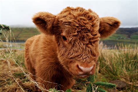 thread  cows