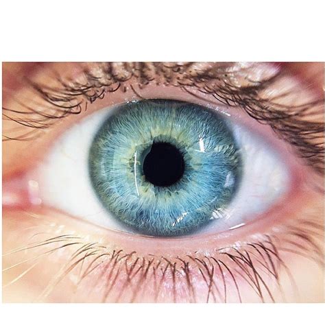 Так растут натуральные ресницы | Aesthetic eyes, Beautiful eyes color ...