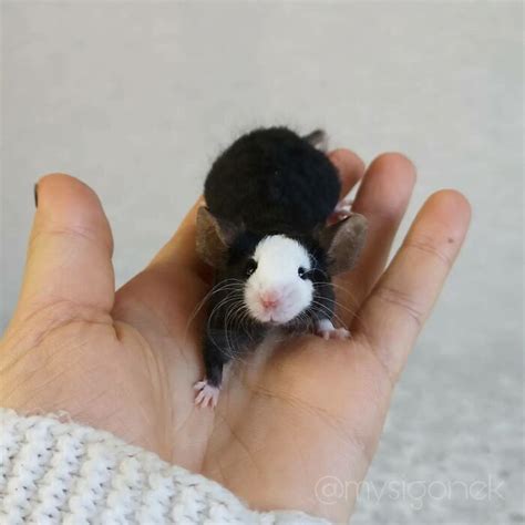 Adorable Fancy Mice Pictures