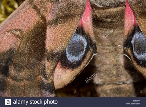 Abendpfauenauge Eyed Hawk Moth Stock Photo - Alamy