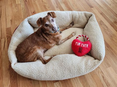 Best Heated Dog Beds In 2024 - Review & Top Picks – Dogster
