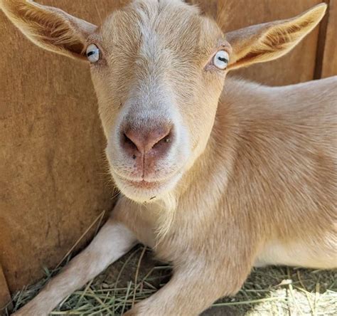goat   day atgoatofthe posts