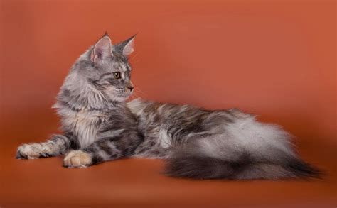 Мейн кун взрослый - картинки и фото koshka.top