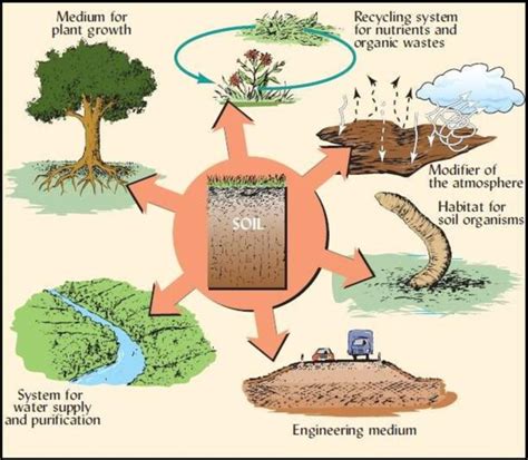 functions  ecosystem services performed  soil