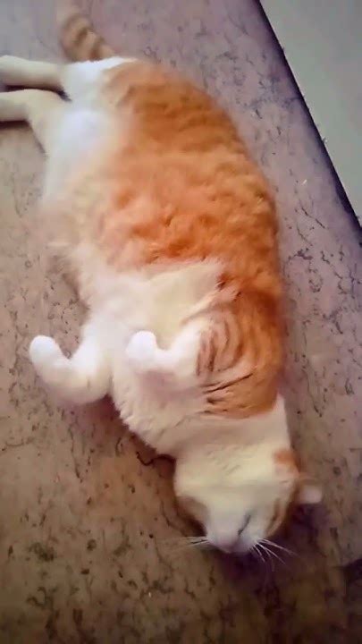 ледачий кіт🐱🥱😸 #animals #cat #lazycat #animals #funny #shorts - YouTube