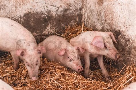 Pig breeding, livestock raising | Stock image | Colourbox