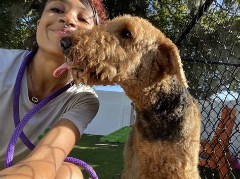 craigslist tampa pets hillsborough county 7