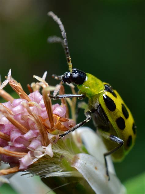 Dan Simon Macrophotography — Spotted cucumber beetle, a common pest in...