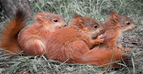 Baby Red Fox Squirrel