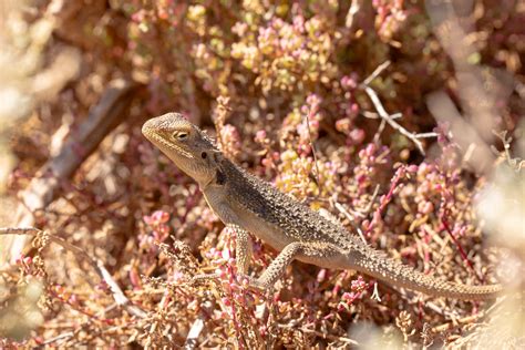 Bearded Dragon Species: Diverse, Captivating, and Unique - VIVO Pets