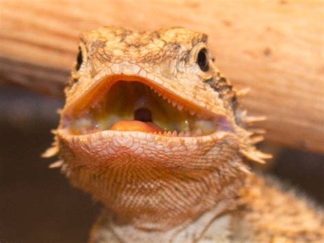 Bearded Dragon Teeth: The Essential Anatomy and Biology