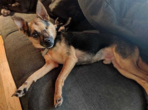 burlington animal services 5