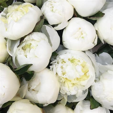 Белые пионы, в наличии😍😍😍😍 | Flowers, Fruit, Plants