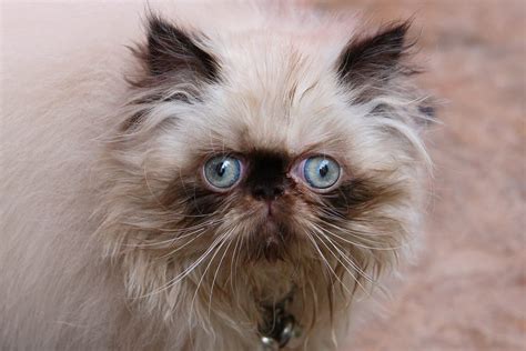 World’s 10 Cutest Cat Breeds