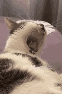 Funnyfixx Funny_fixx GIF - Funnyfixx Funny_fixx Cat - Discover & Share GIFs