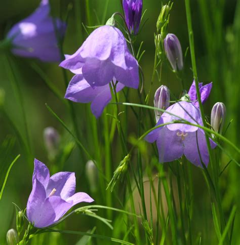 All of Nature: Blue Wildflowers at Springbrook Now