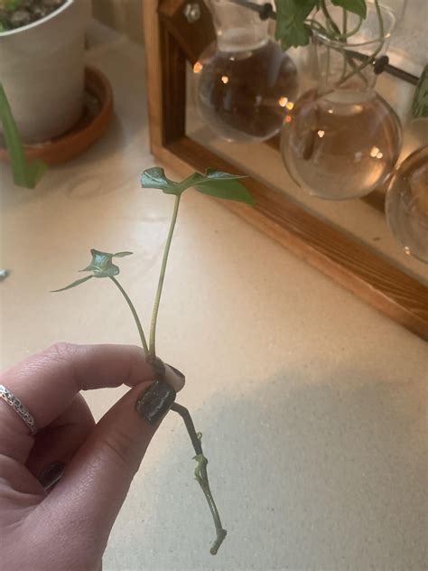 English Ivy water propagation - growing leaves not roots? : r/houseplants