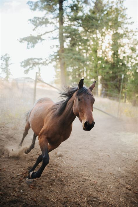 horse aesthetic wallpapers  backgrounds