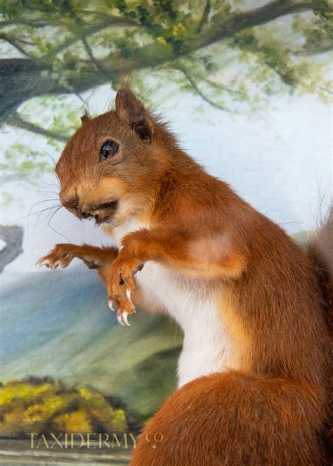 New Taxidermy Red Squirrel Nutkin Background Art | MAMMALS