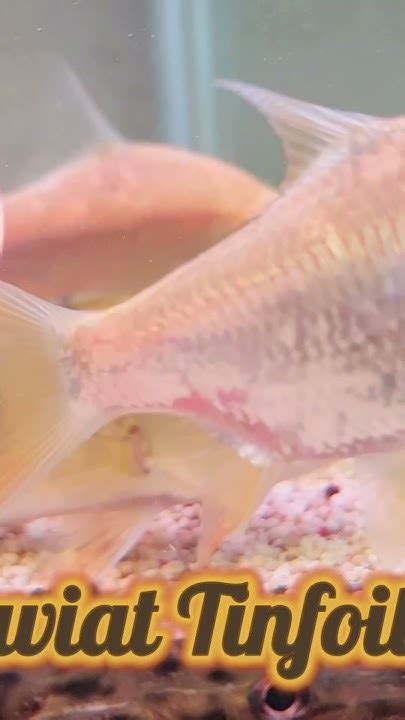 mengenal lebih dekat ikan kaviat youtube