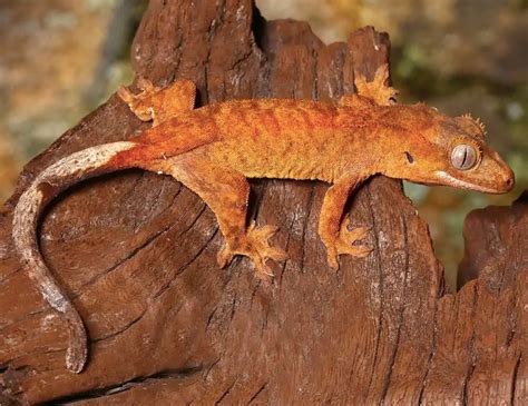 Tiger Crested Gecko For Sale - Reptiles Heaven