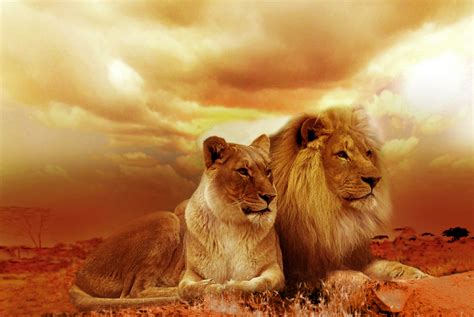 os planetas  amor  truth
