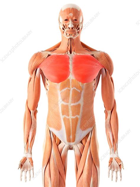 Chest Muscles Anatomy