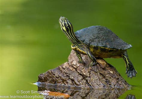 peninsula cooter focusing  wildlife