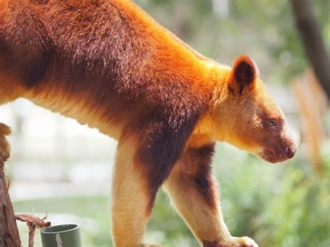 What are Endangered Australian Animals? - Teaching Wiki