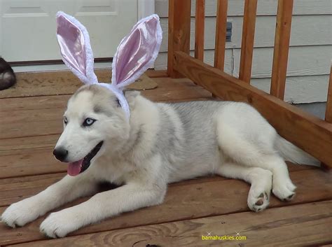 Raising Husky Puppies – Siberian Husky Puppies For Sale