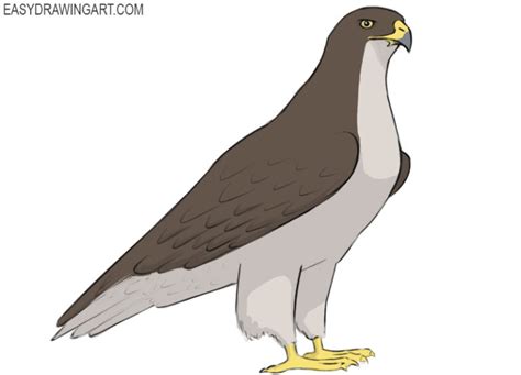 how to draw hawk easy