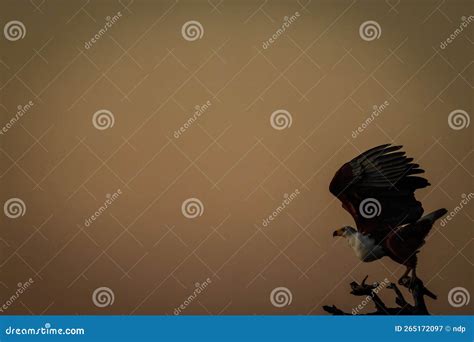 African Fish Eagle Crouches on Tree Stump Stock Image - Image of tree ...