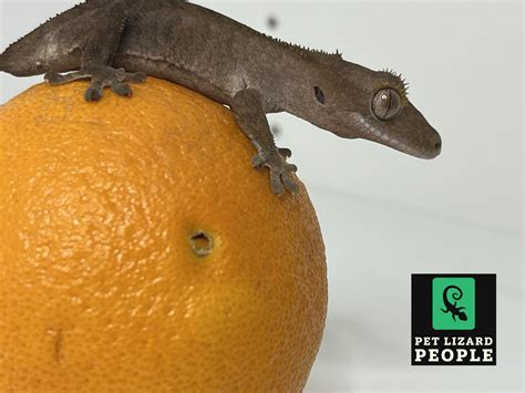 Can Crested Geckos Eat Oranges? - STOP! Read Before Feeding