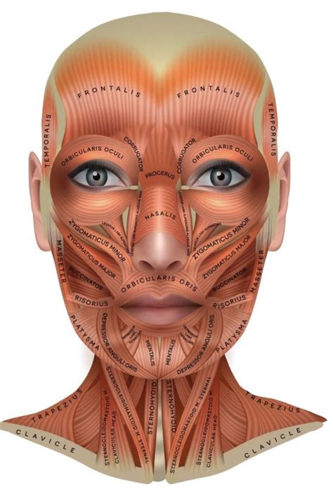 Facial muscle chart – Artofit