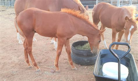 yaven reyn man babies  growing good    dry