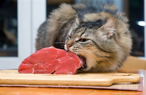 Are Cats True Carnivores? - HEALTH CARE