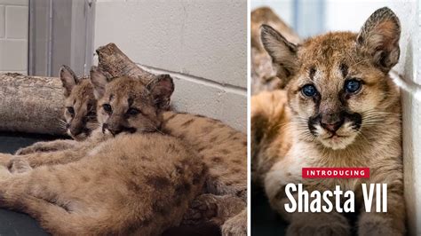 University of Houston introduces new mascot, Shasta VII, after 2 cougar ...