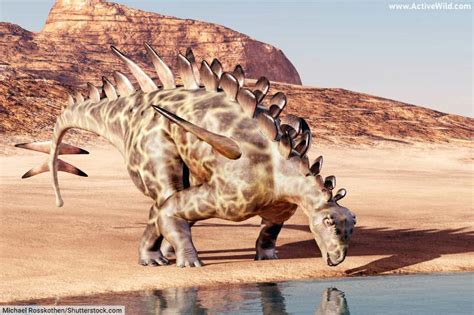 Huayangosaurus Facts & Pictures: Discover An Early Relative Of Stegosaurus