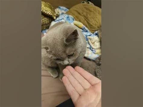 наша кошечка вернулась!#МЯУШКА - YouTube