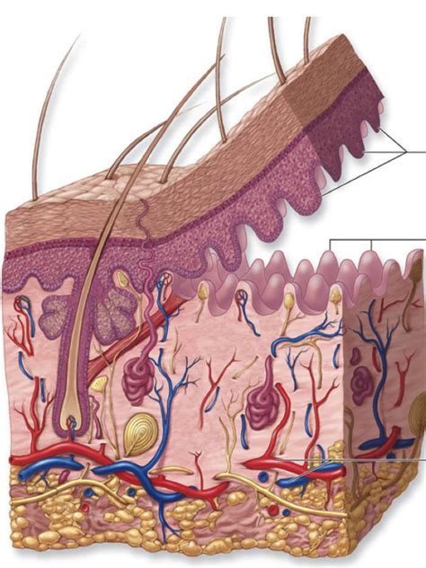dermis layer diagram quizlet