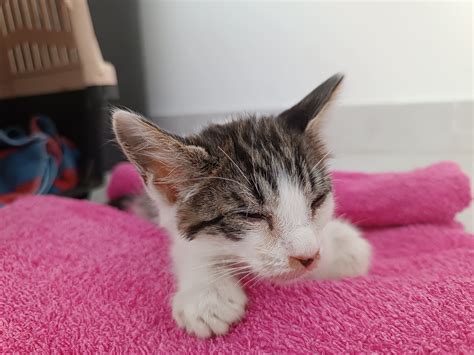 Milo Tarzan é uma máquina de ronrons. Quem se apaixona por este bebé? – PiT