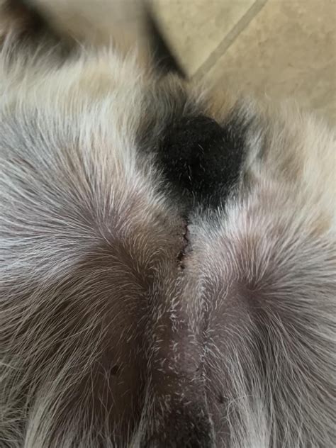 Neuter incision healing? : r/DogAdvice