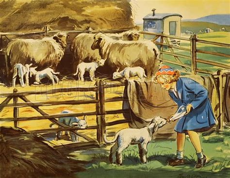 lambing stock image   learn