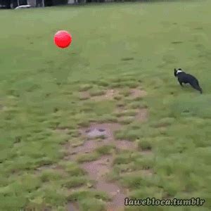 animals funny gif | WiffleGif