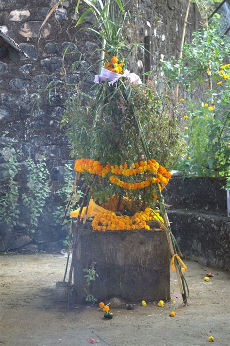 Tulasi plant decorated with flower garlands during the Naewune Puja