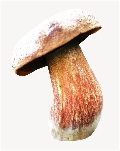 Brown mushroom isolated image | Free Photo - rawpixel