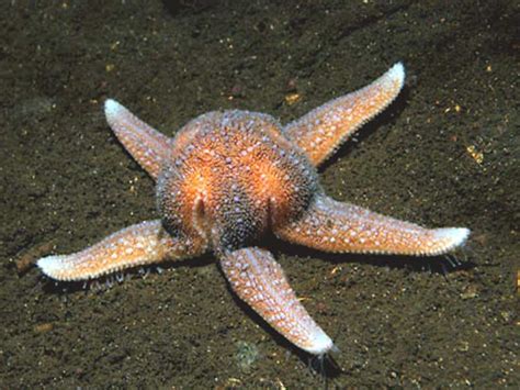 common starfish asterias rubens marlin  marine life