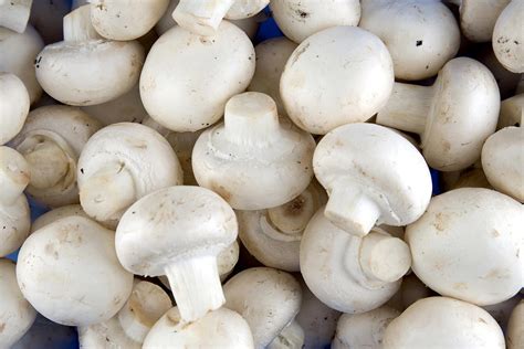 White Button Mushroom, Fresh Button White Mushrooms Shop Mushrooms At H E B : Wikipedia article ...