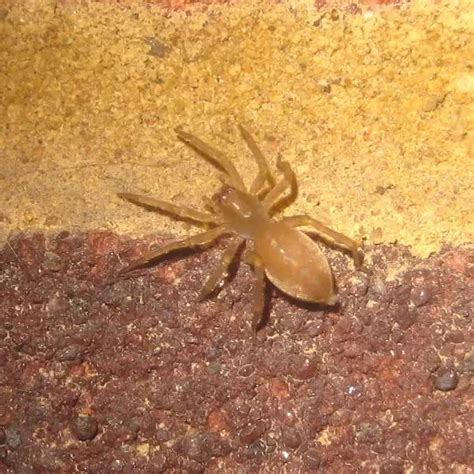 Woodlouse spider - Facts, Diet, Habitat & Pictures on Animalia.bio