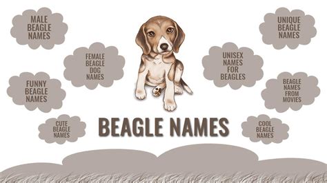 Beagle Names - 170 Cute And Unique Names For Your Beagle Puppy - Petmoo